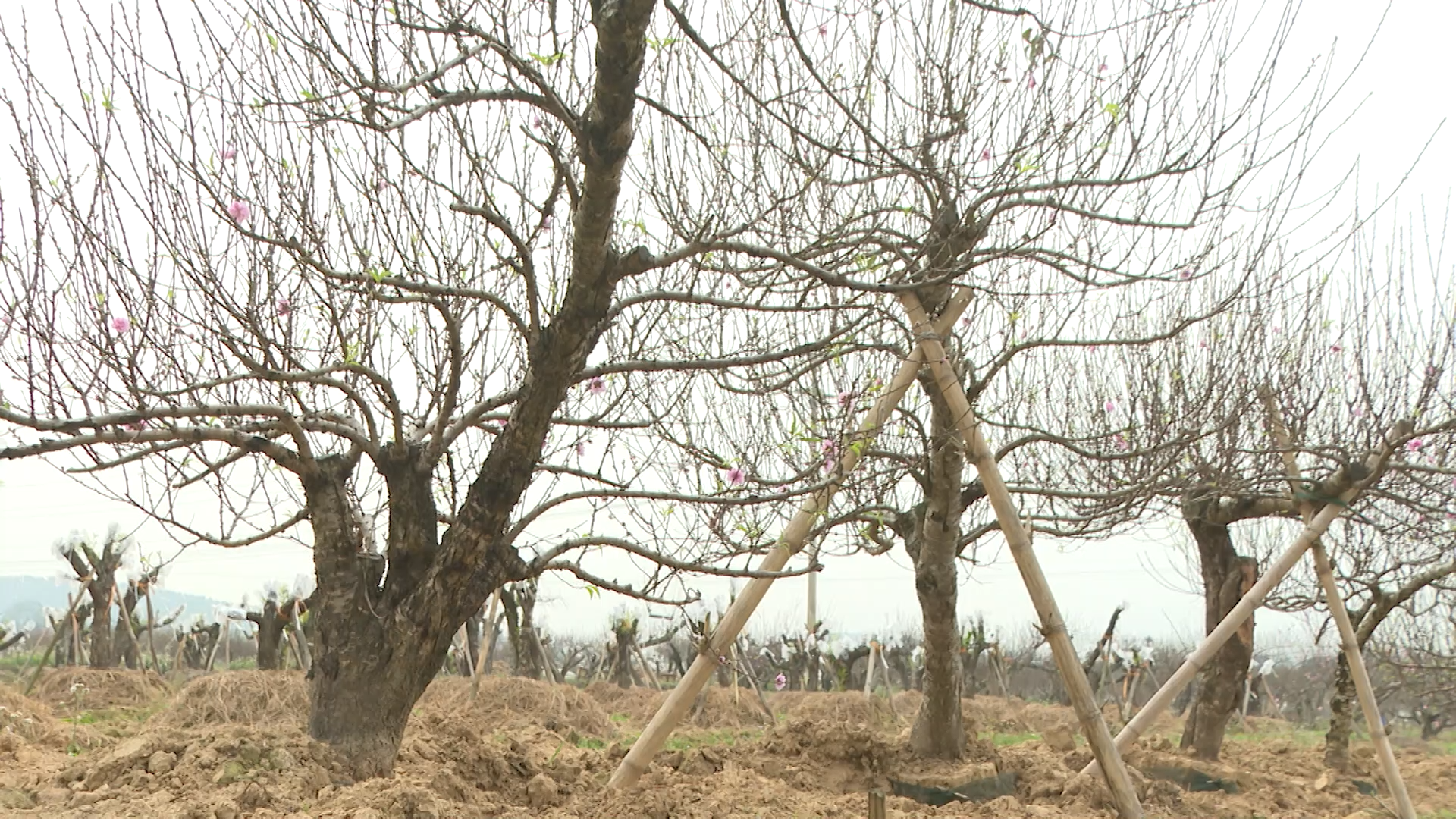 Làm giàu từ cây đào