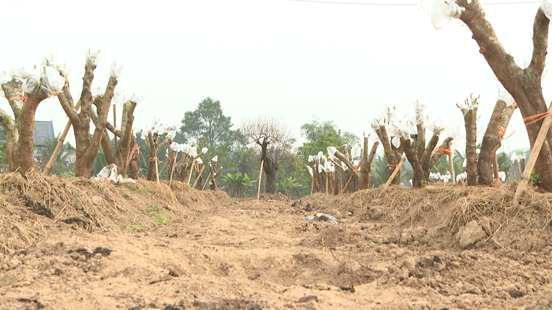 Làm giàu từ cây đào