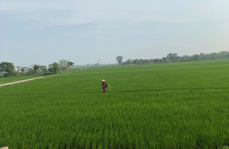 Ước vọng mùa xuân