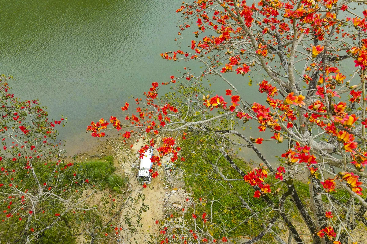 Sắc hoa gạo Cửa Hà - “thắp lửa” bên dòng sông Mã