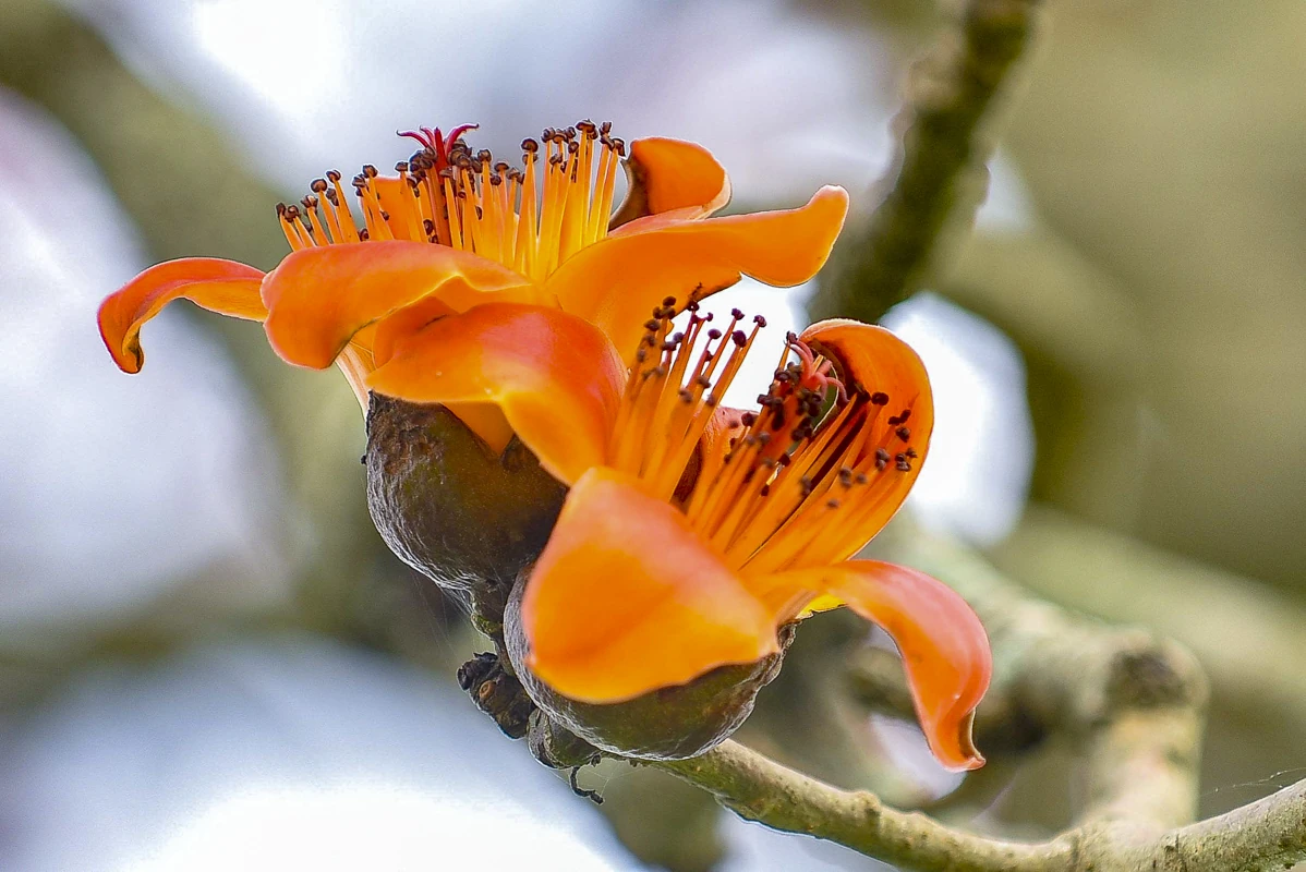 Sắc hoa gạo Cửa Hà - “thắp lửa” bên dòng sông Mã