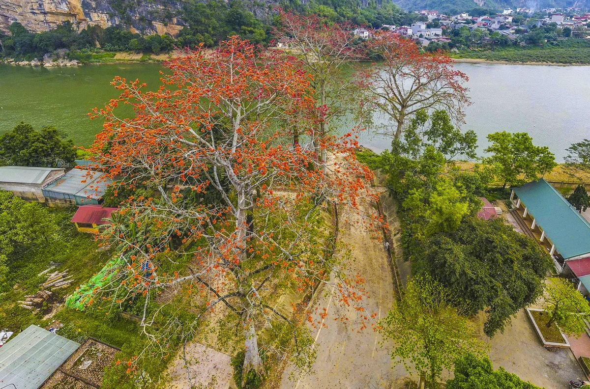 Sắc hoa gạo Cửa Hà - “thắp lửa” bên dòng sông Mã
