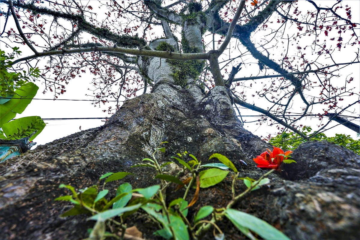 Sắc hoa gạo Cửa Hà - “thắp lửa” bên dòng sông Mã