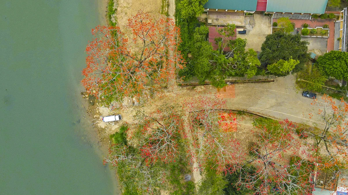 Sắc hoa gạo Cửa Hà - “thắp lửa” bên dòng sông Mã