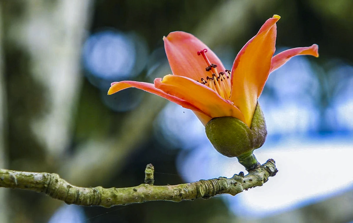 Sắc hoa gạo Cửa Hà - “thắp lửa” bên dòng sông Mã