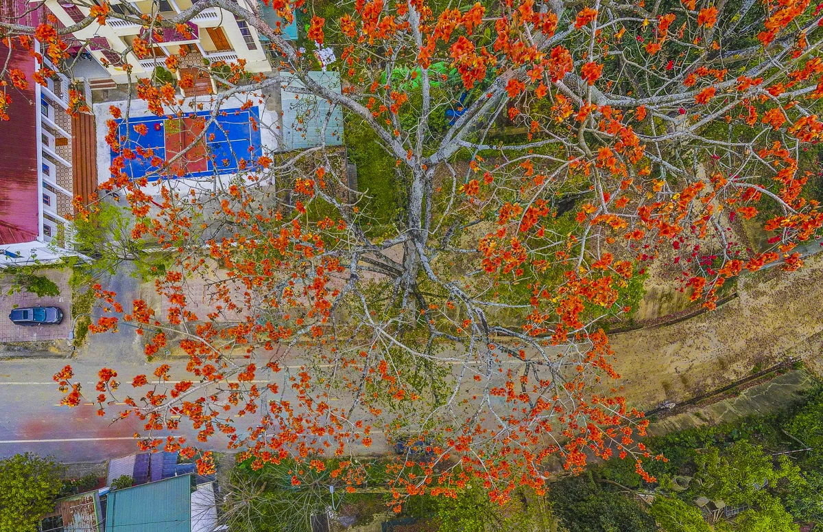 Sắc hoa gạo Cửa Hà - “thắp lửa” bên dòng sông Mã