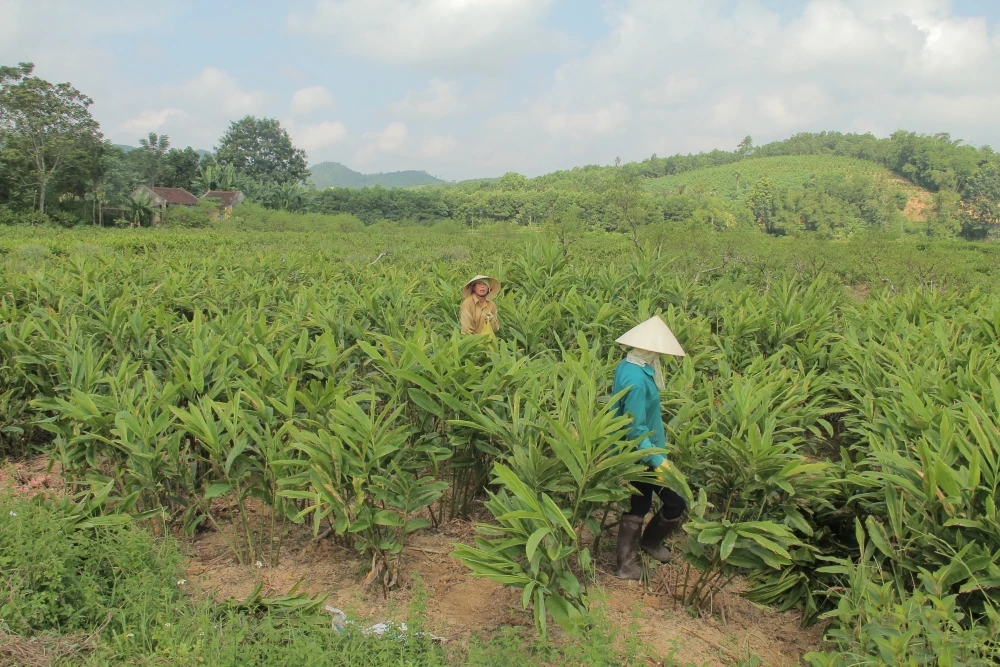 Cây riềng “mở lối” thoát nghèo cho người dân khu vực miền núi