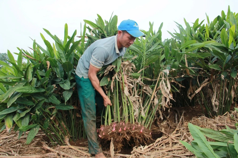 Cây riềng “mở lối” thoát nghèo cho người dân khu vực miền núi