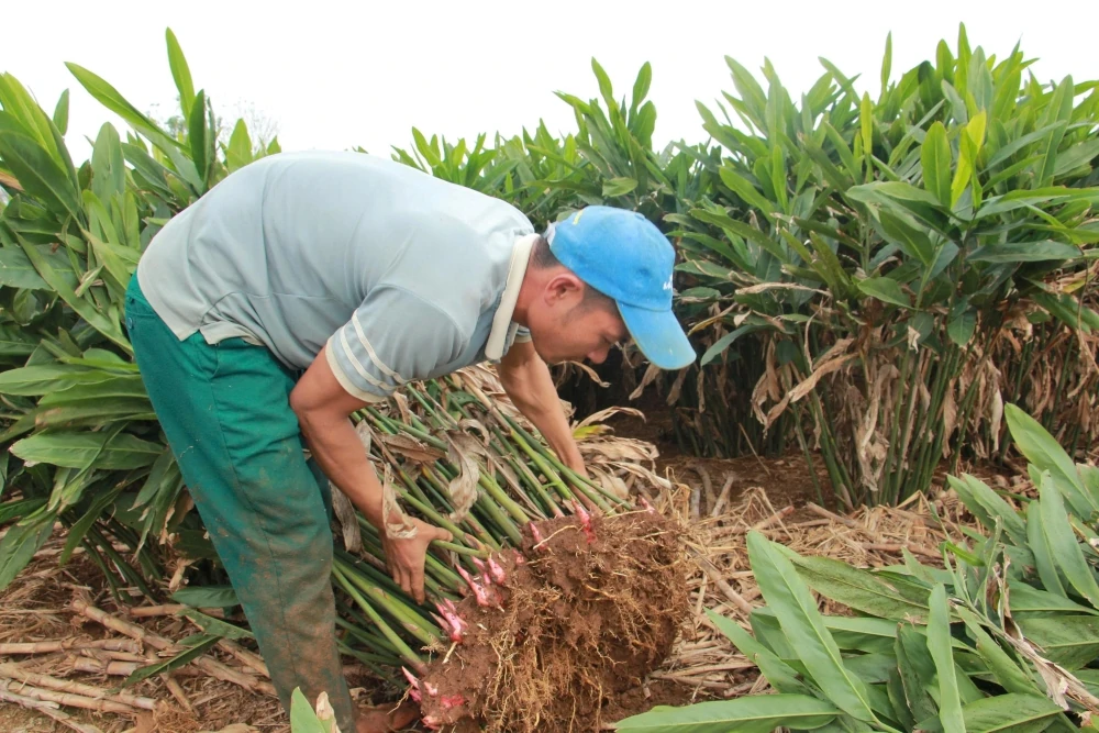 Cây riềng “mở lối” thoát nghèo cho người dân khu vực miền núi