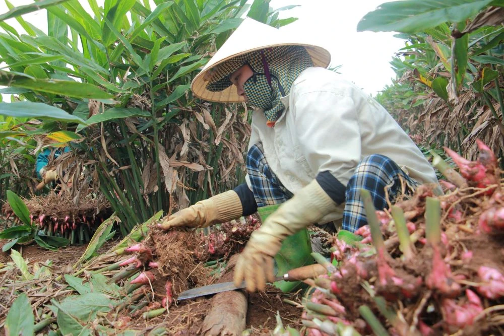 Cây riềng “mở lối” thoát nghèo cho người dân khu vực miền núi