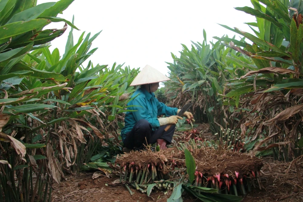 Cây riềng “mở lối” thoát nghèo cho người dân khu vực miền núi