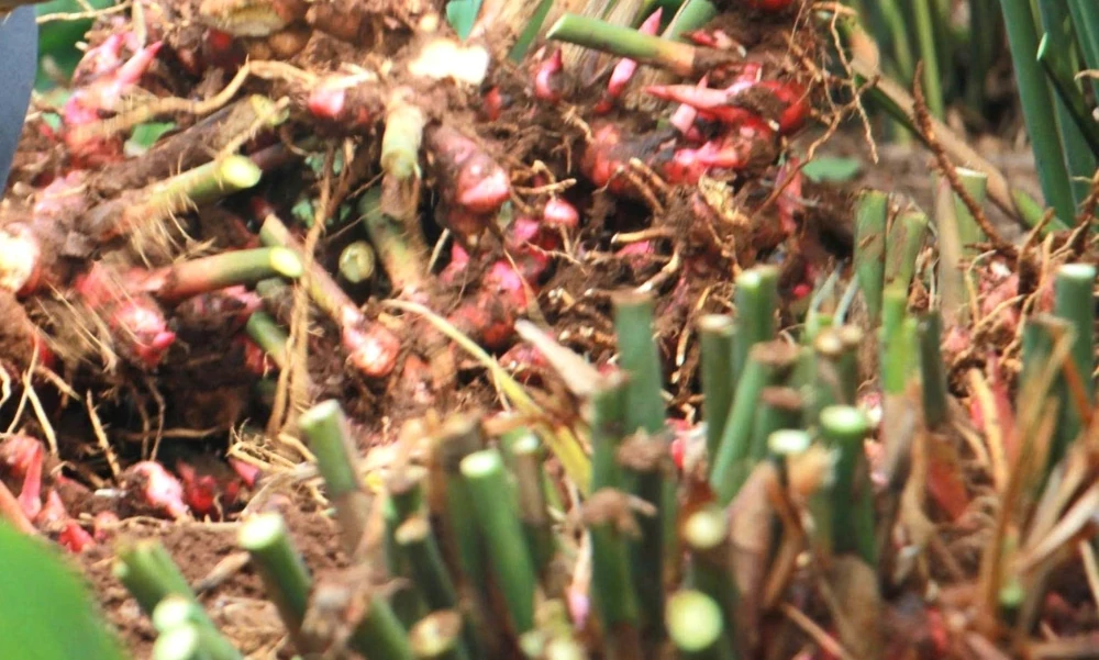 Cây riềng “mở lối” thoát nghèo cho người dân khu vực miền núi