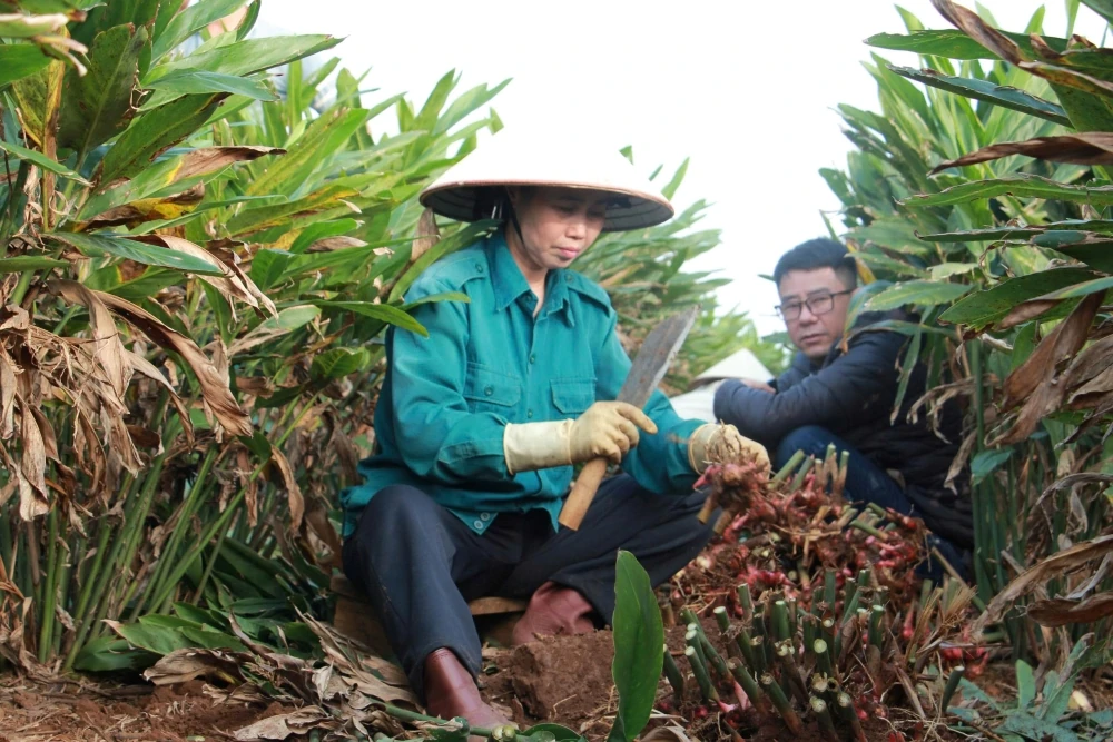 Cây riềng “mở lối” thoát nghèo cho người dân khu vực miền núi