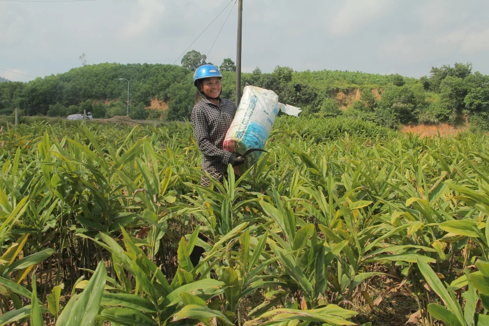 Cây riềng “mở lối” thoát nghèo cho người dân khu vực miền núi