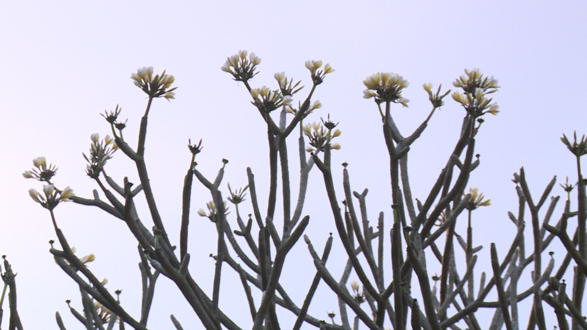 Bà Triệu và huyền thoại trên núi Tùng