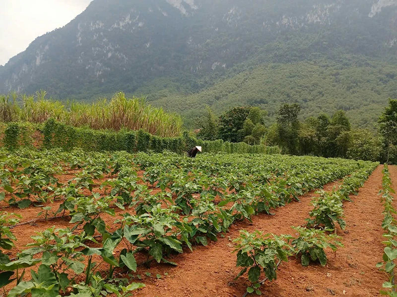 Mô hình nông sản sạch giúp chàng trai người Thái thoát nghèo
