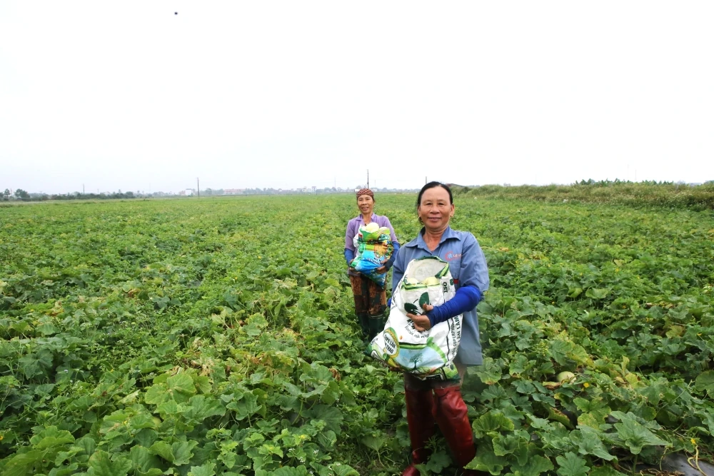 Ngọt lành hương dưa lê trên cánh đồng Tào Sơn