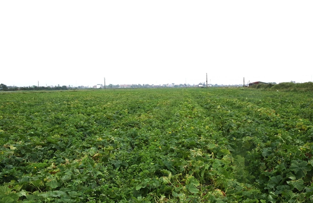 Ngọt lành hương dưa lê trên cánh đồng Tào Sơn