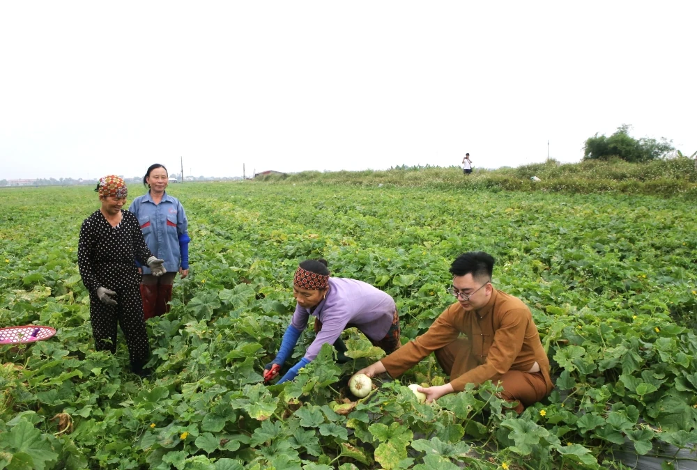 Ngọt lành hương dưa lê trên cánh đồng Tào Sơn