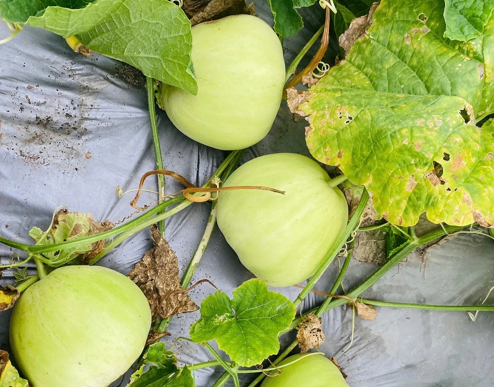 Ngọt lành hương dưa lê trên cánh đồng Tào Sơn