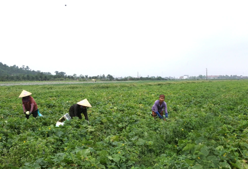 Ngọt lành hương dưa lê trên cánh đồng Tào Sơn