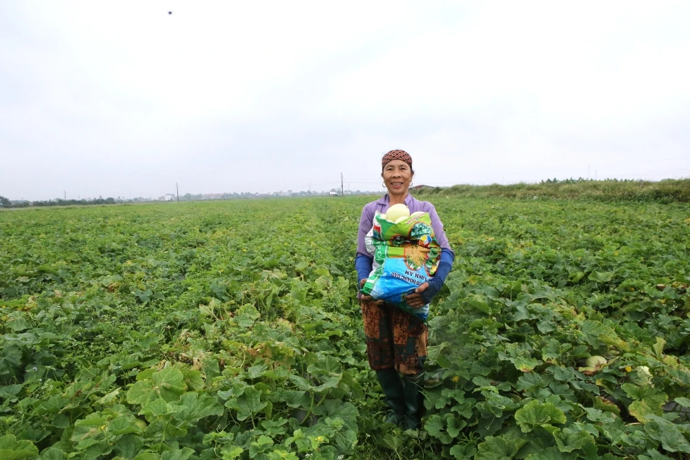 Ngọt lành hương dưa lê trên cánh đồng Tào Sơn