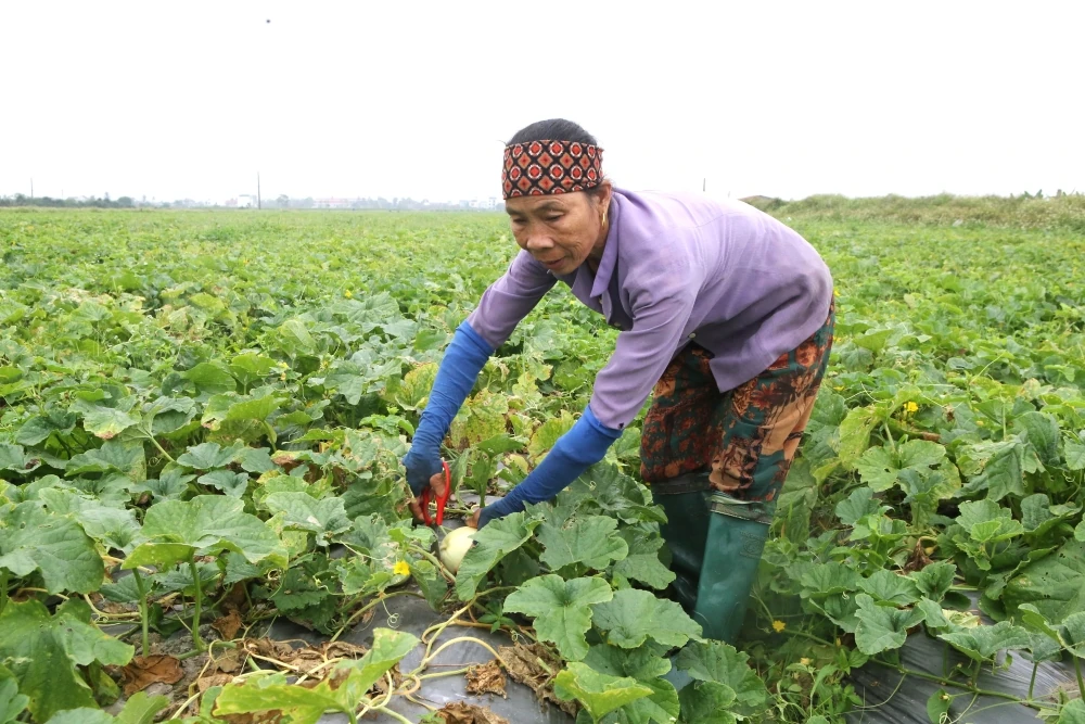 Ngọt lành hương dưa lê trên cánh đồng Tào Sơn