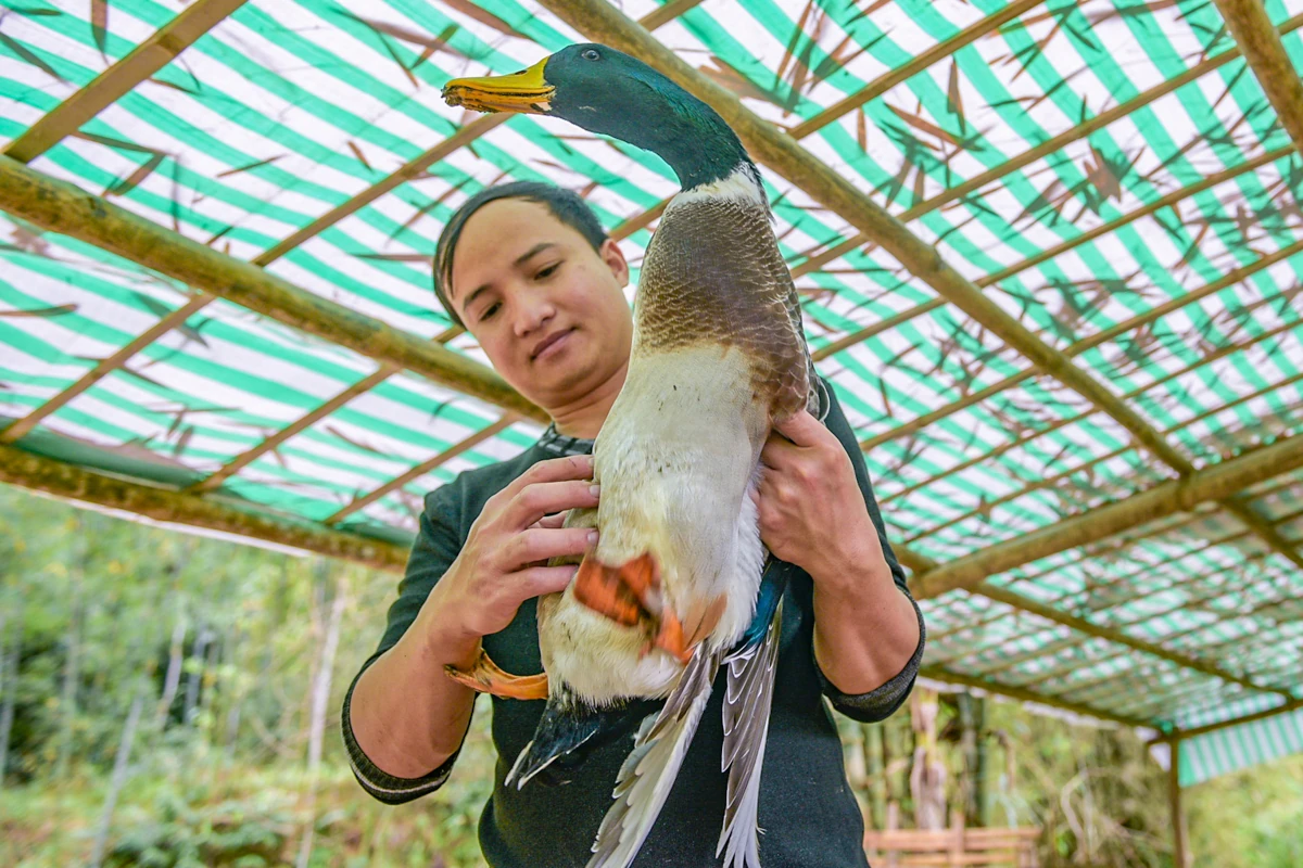 Chàng trai dân tộc Thái làm giàu từ đàn vịt cổ bơi suối