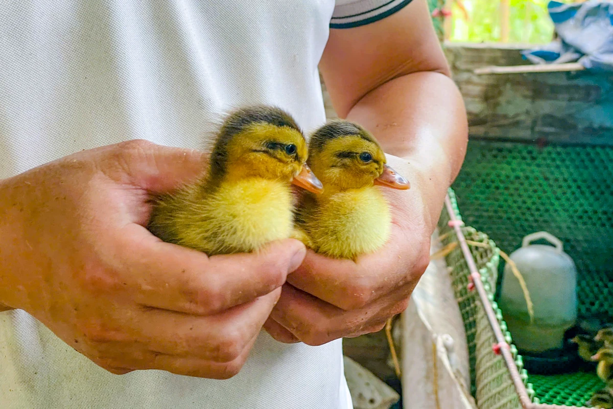 Chàng trai dân tộc Thái làm giàu từ đàn vịt cổ bơi suối