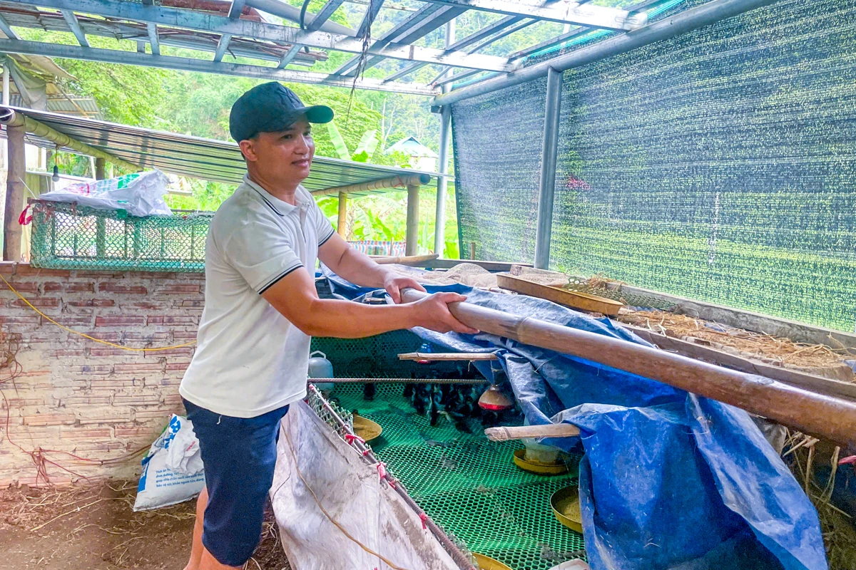 Chàng trai dân tộc Thái làm giàu từ đàn vịt cổ bơi suối