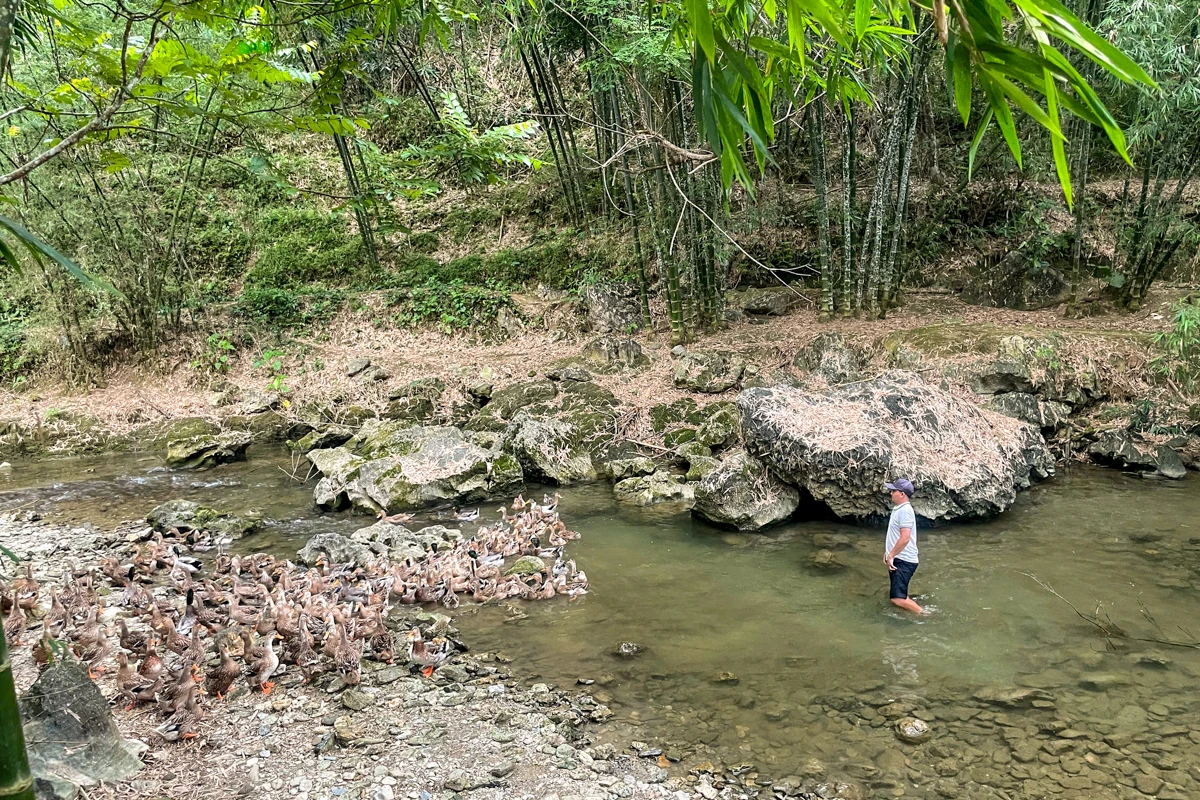 Chàng trai dân tộc Thái làm giàu từ đàn vịt cổ bơi suối