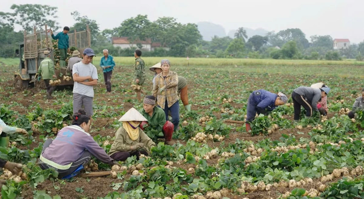 Rộn ràng mùa củ đậu ở xã Cẩm Tú