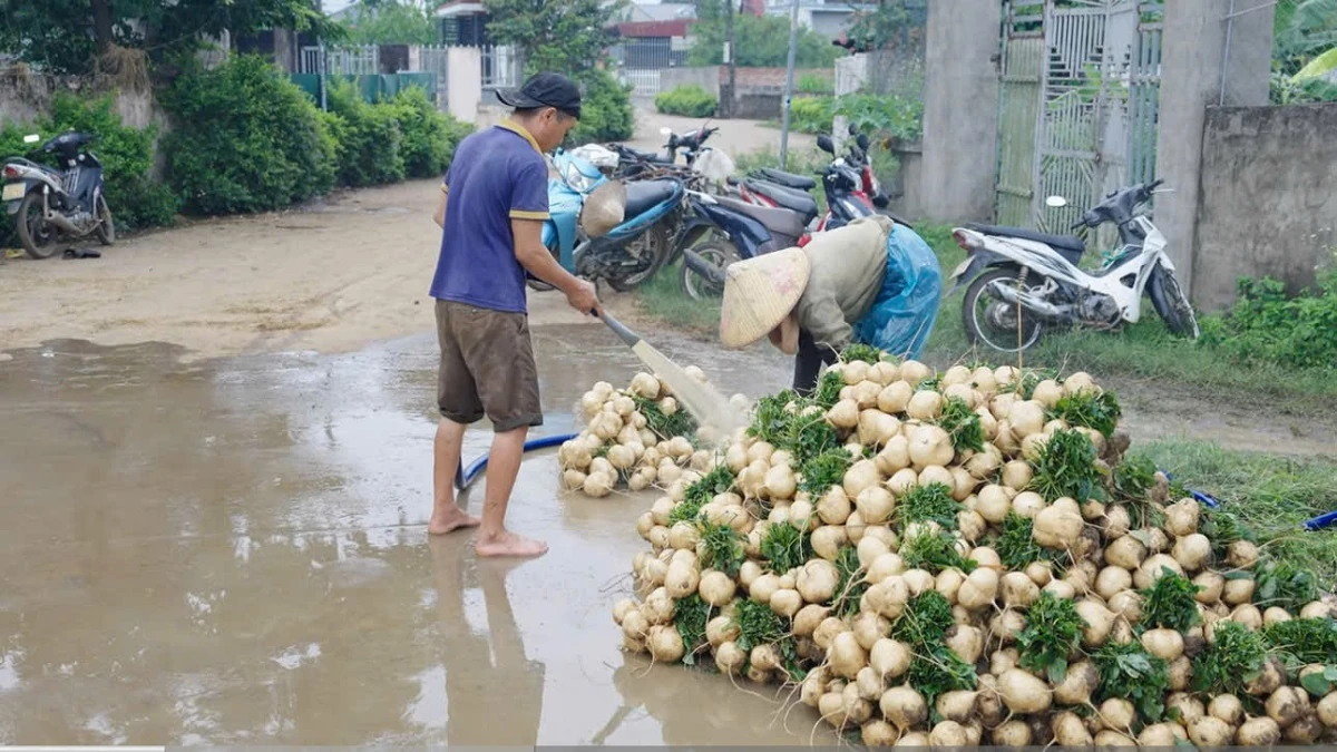 Rộn ràng mùa củ đậu ở xã Cẩm Tú