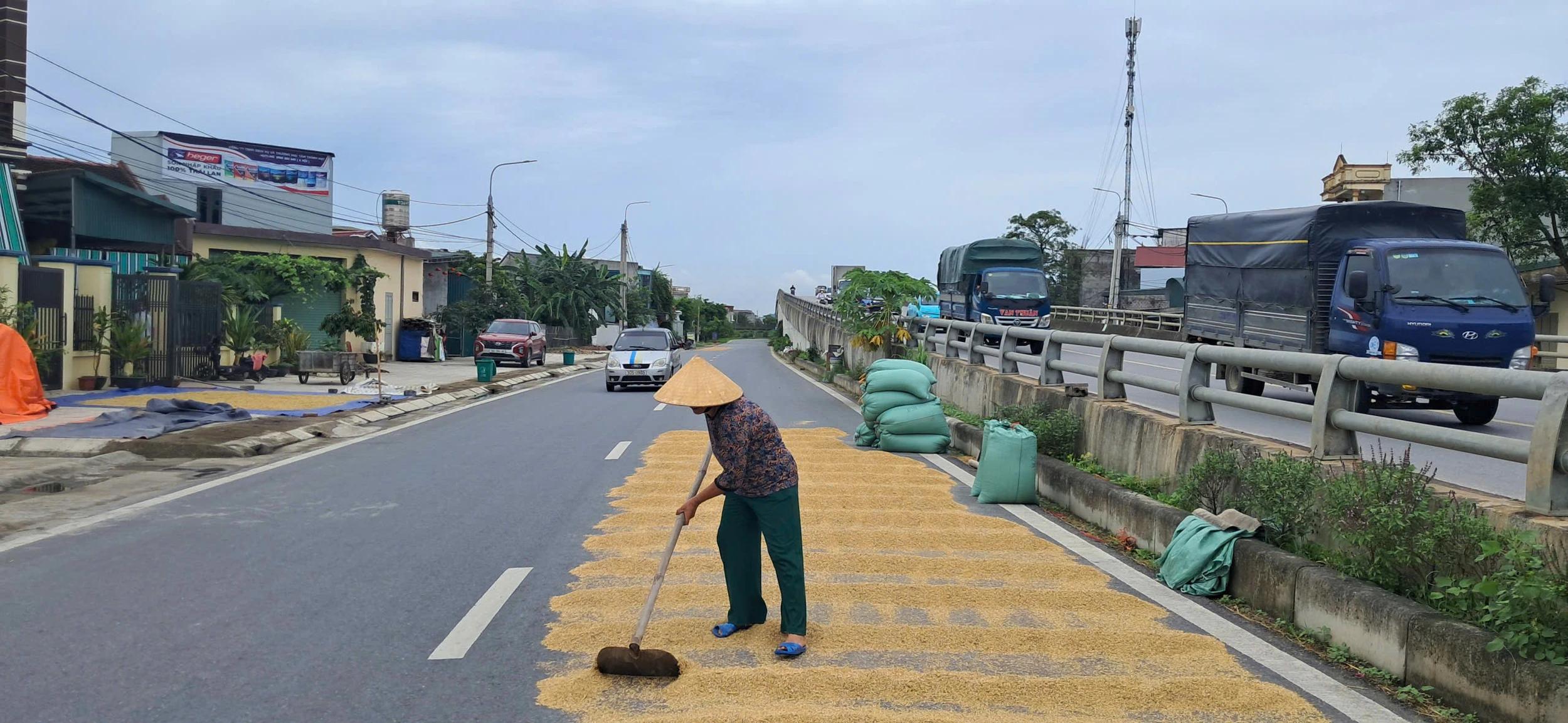 Phơi lúa trên đường – hành động nhỏ, hậu quả lớn