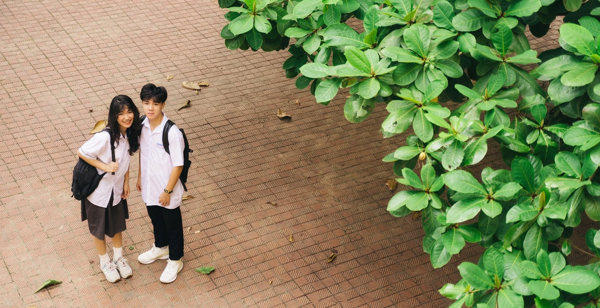Những “chỉ dấu” gợi nhớ mùa hoa học trò (Bài 1): Cây bàng – “Lính gác” của tuổi thơ