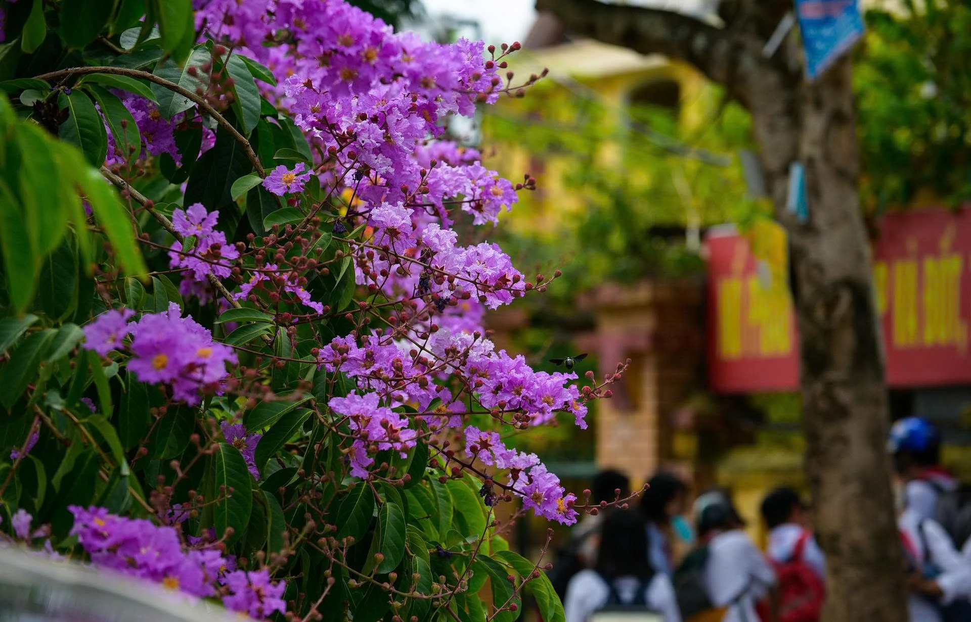 Những “chỉ dấu” gợi nhớ mùa hoa học trò (Bài 2): Phượng hồng, bằng lăng tím và những trang lưu bút