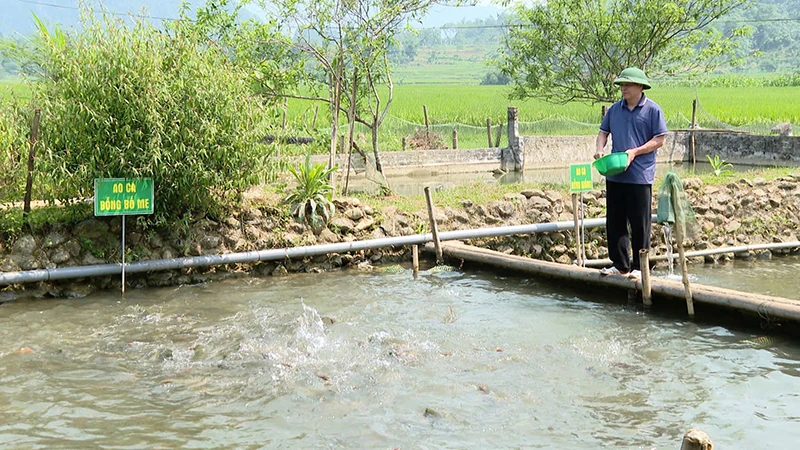 Nuôi cá dốc ở Bá Thước