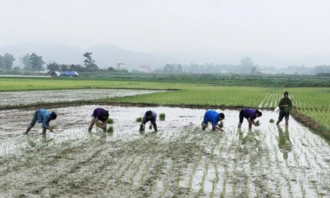 Ngày này năm xưa (25/5): Đảng và Chính phủ quyết định tiến hành đợt 1 cải cách ruộng đất