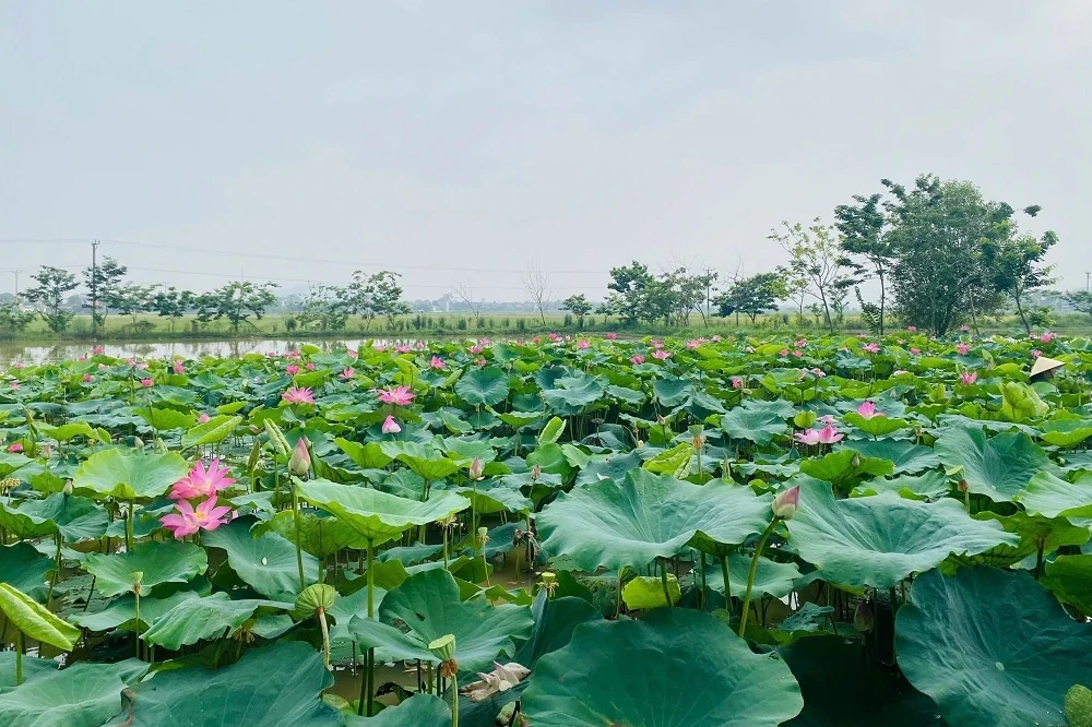Kỳ vọng phát triển sản phẩm OCOP từ cây sen