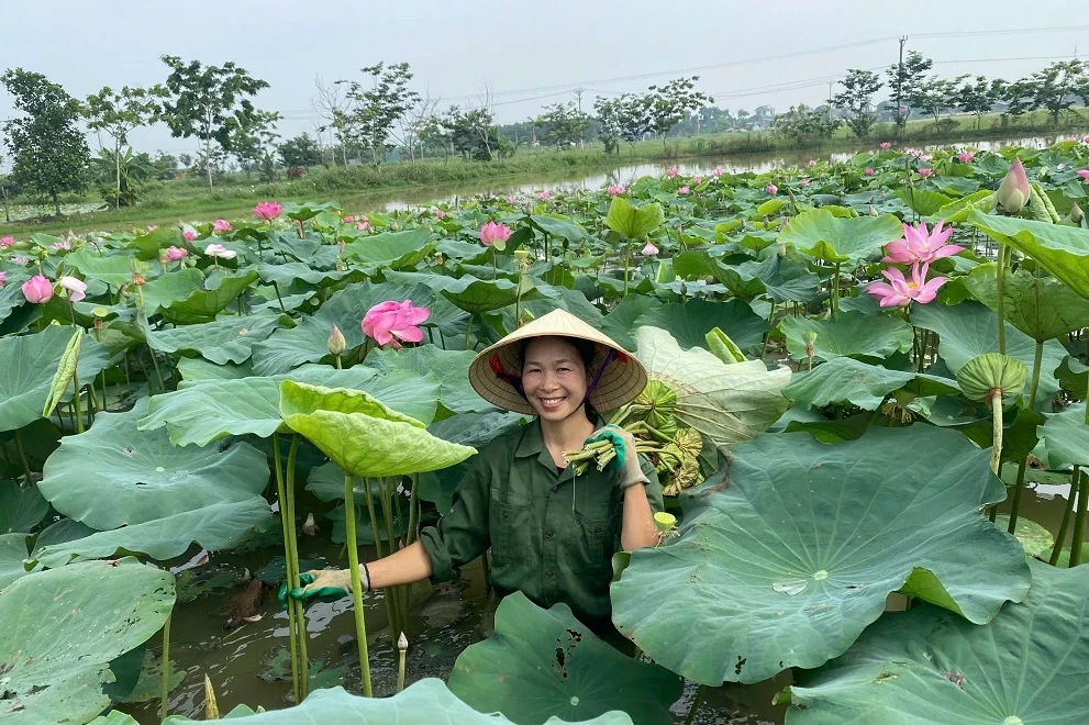 Kỳ vọng phát triển sản phẩm OCOP từ cây sen