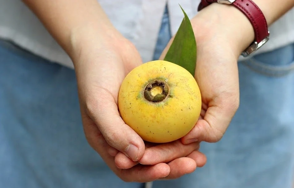 Hương thu đi lạc vào hè