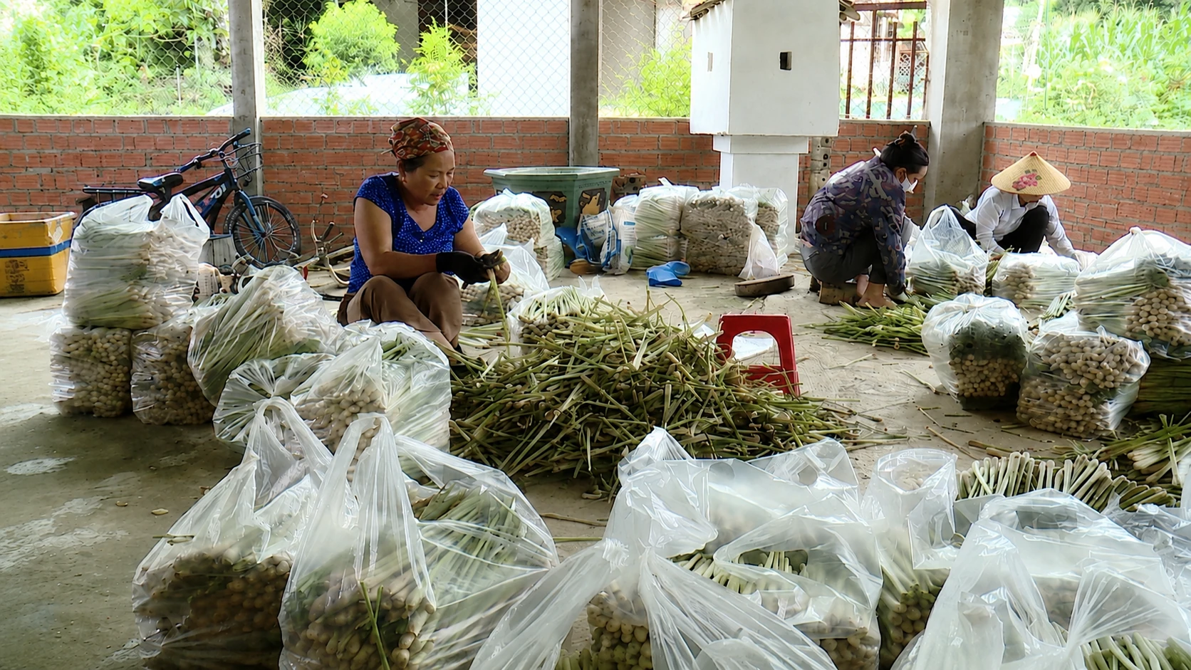 Làm giàu từ cây sả