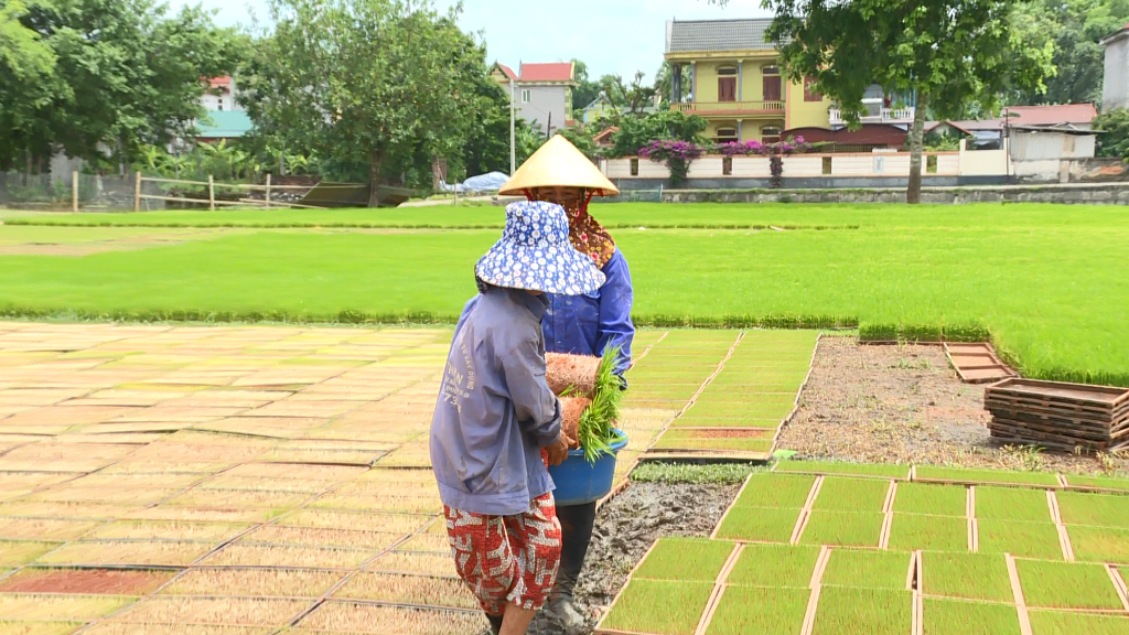Hợp tác xã tiên phong liên kết sản xuất lúa chất lượng cao