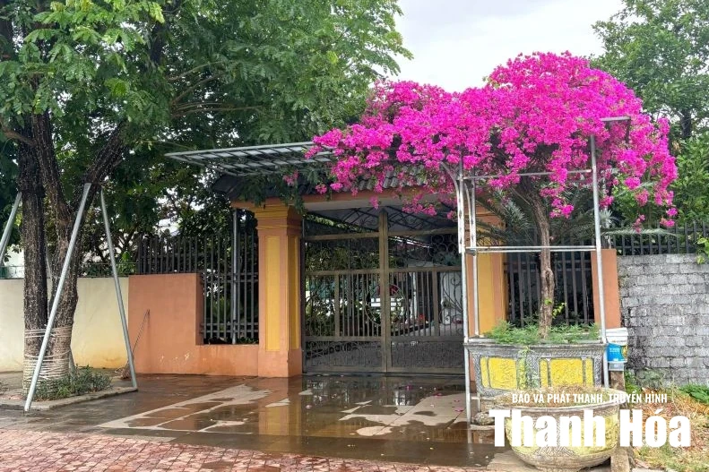 “Khoảng xanh” trong những ngôi nhà phố