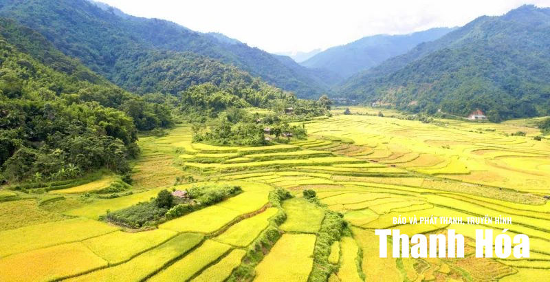 Mùa lúa chín gọi người về!