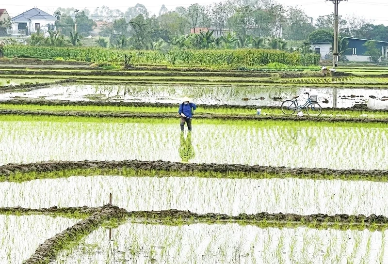 Bổ sung hơn 347 tỷ đồng hỗ trợ 104 xã, phường khôi phục sản xuất nông nghiệp sau thiên tai