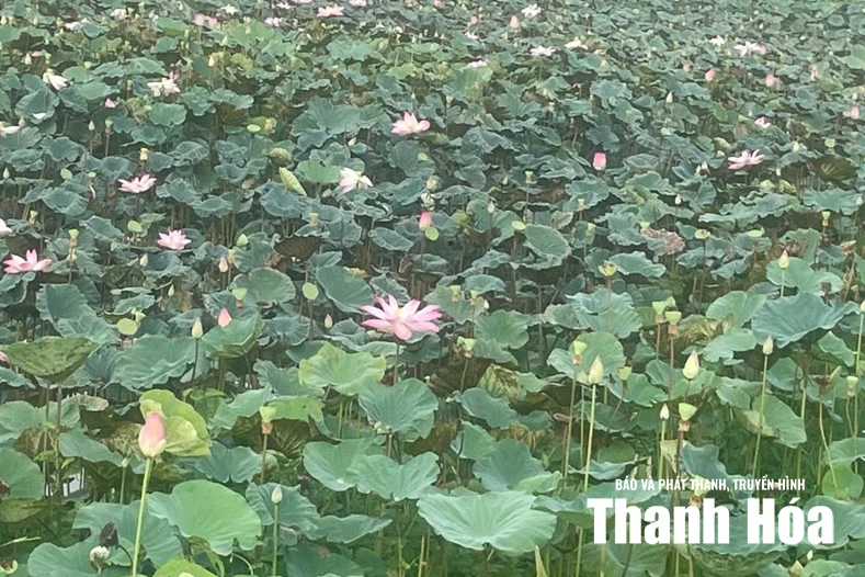 Sen trong đời sống tâm linh của người Việt
