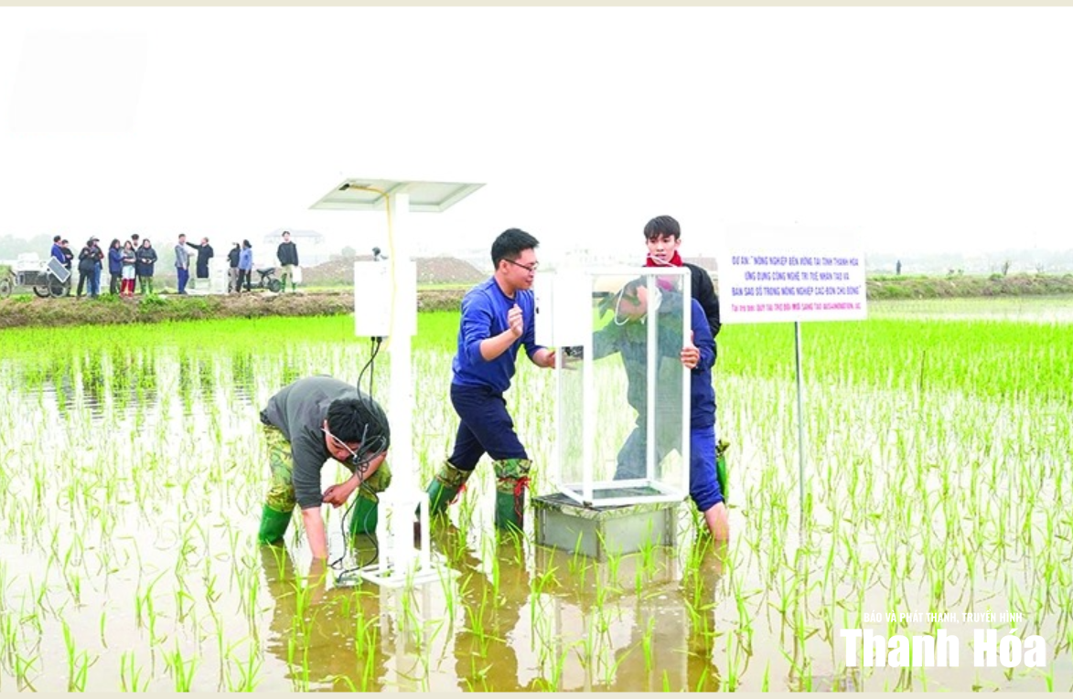 Bước tiến trong canh tác lúa bền vững