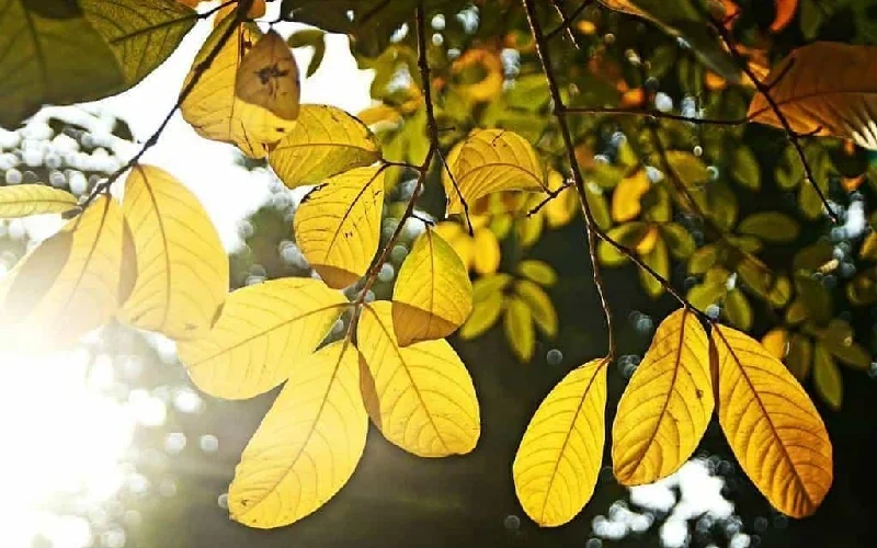 Khẽ khàng nhịp bước mùa thu