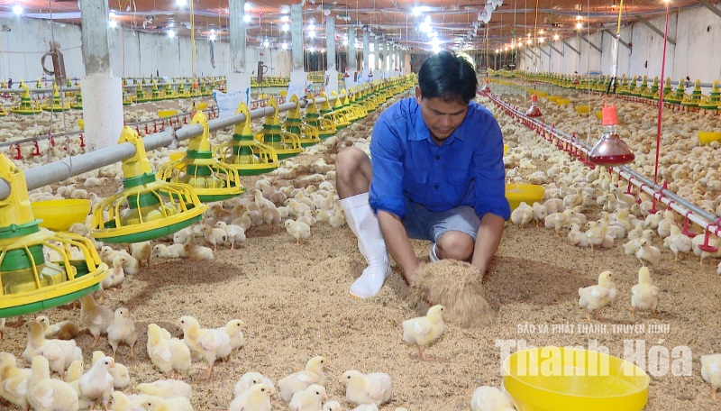 Khi công nghệ đồng hành cùng người chăn nuôi